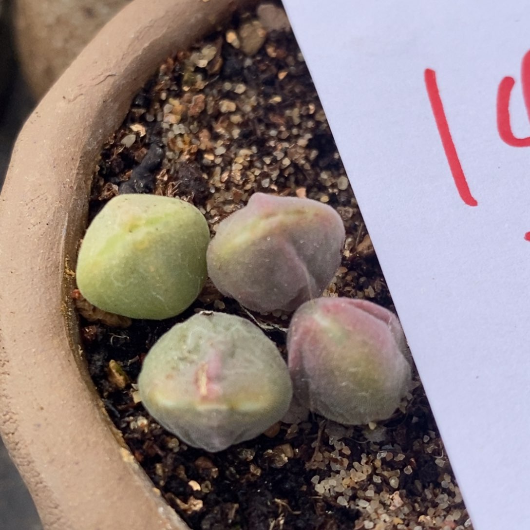 1466一组大眼睛空蝉