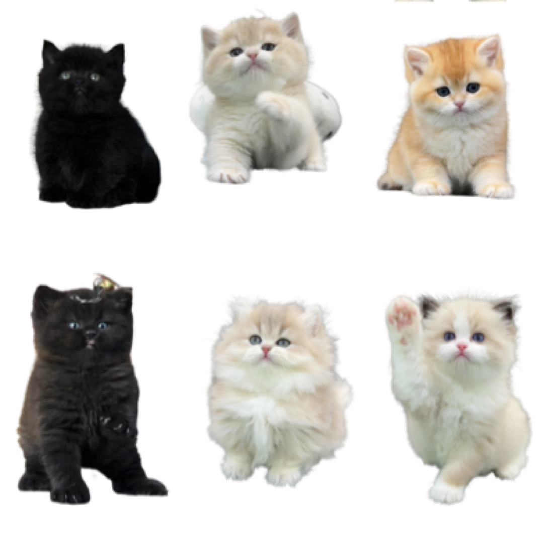 宠物活体猫咪专属链接【接小猫咨询客服】