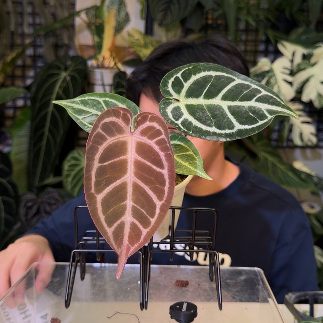 完全开放H06粉柠檬杂撕裂纹