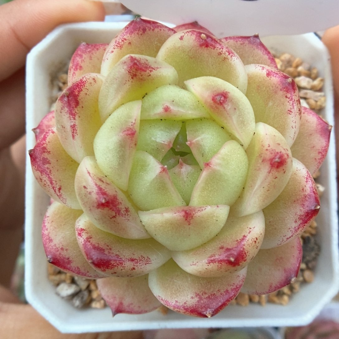 菠萝蜜麦秆可拍558号。