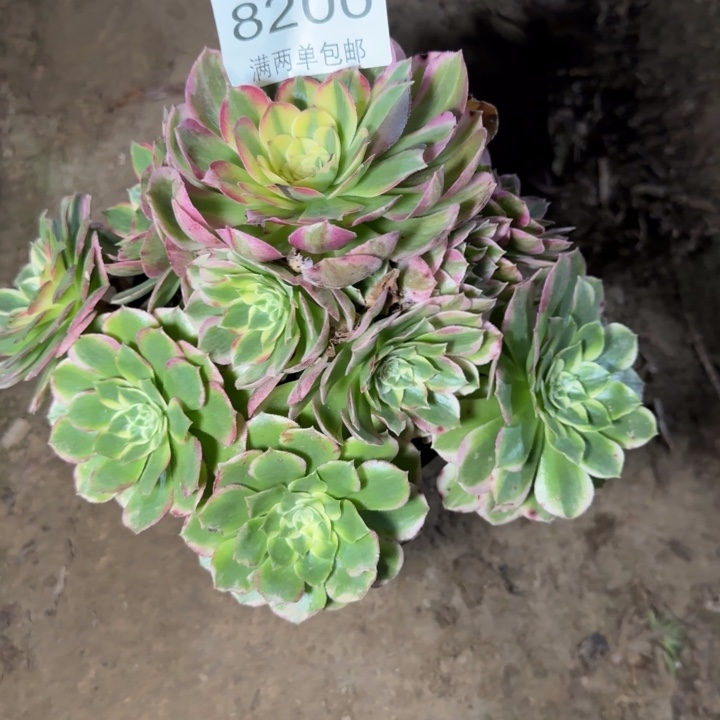 8200海王多肉植物