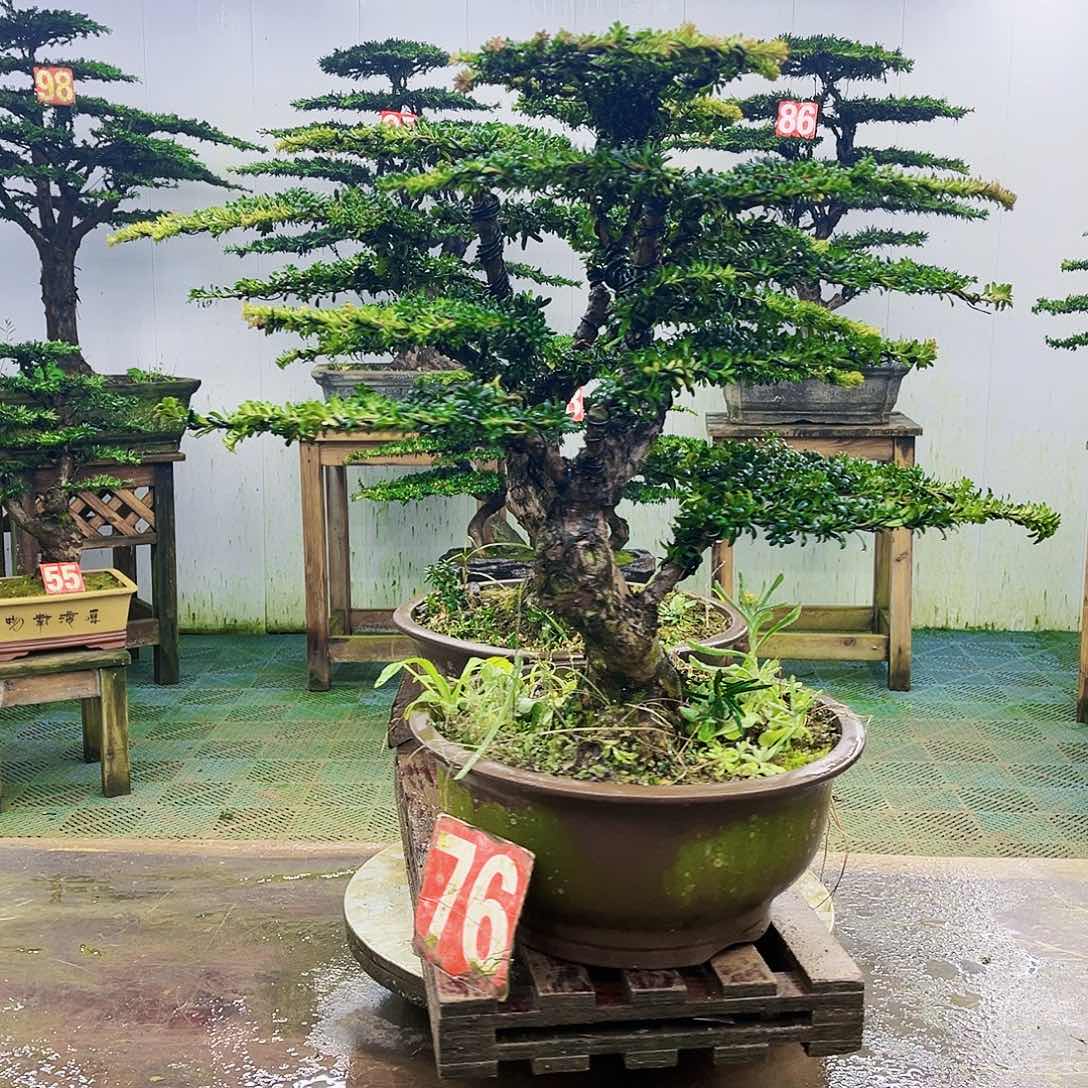 完全开放罗汉松盆景艺术