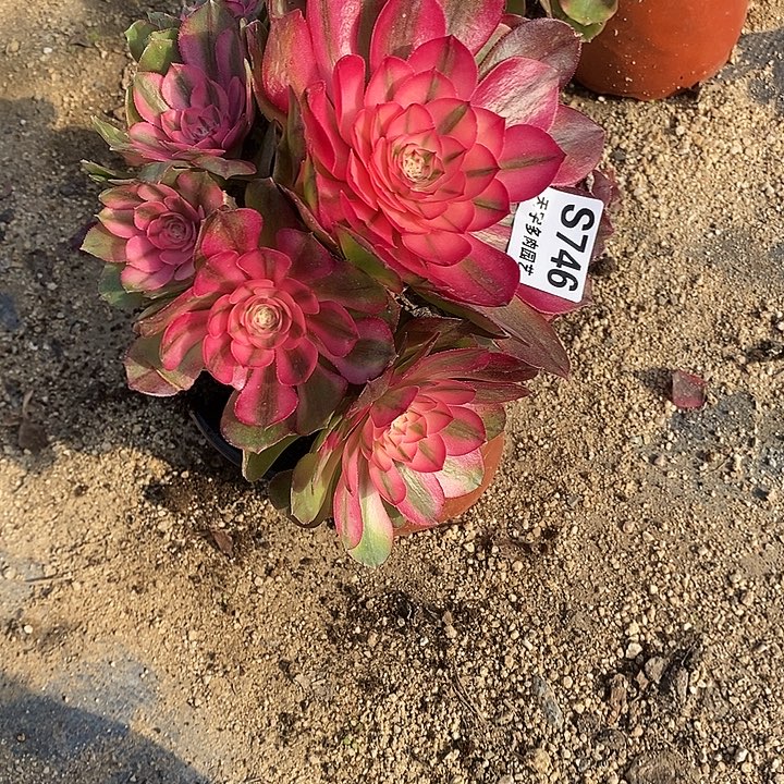 多肉植物荔枝746多肉