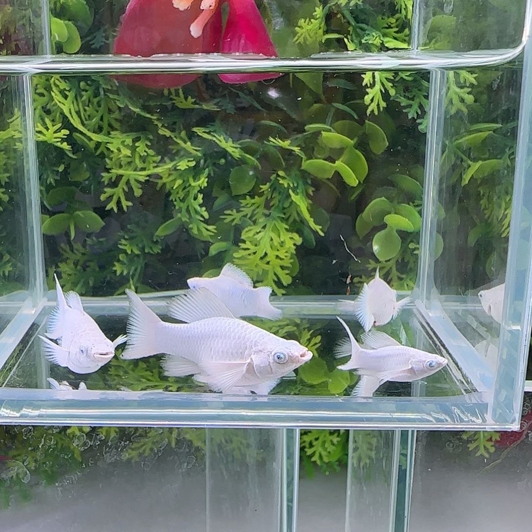 孔雀鱼钻石玛丽鱼瓷白五条