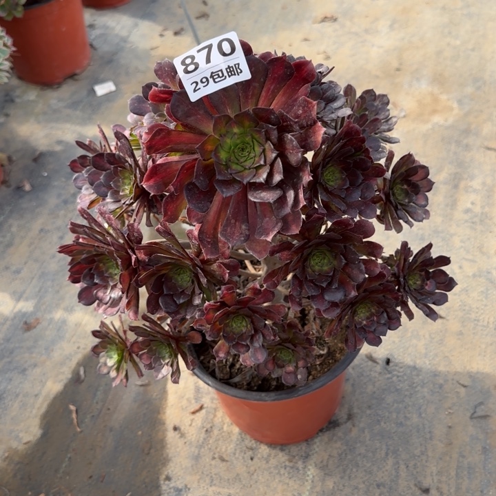 红铜中班……多肉植物……