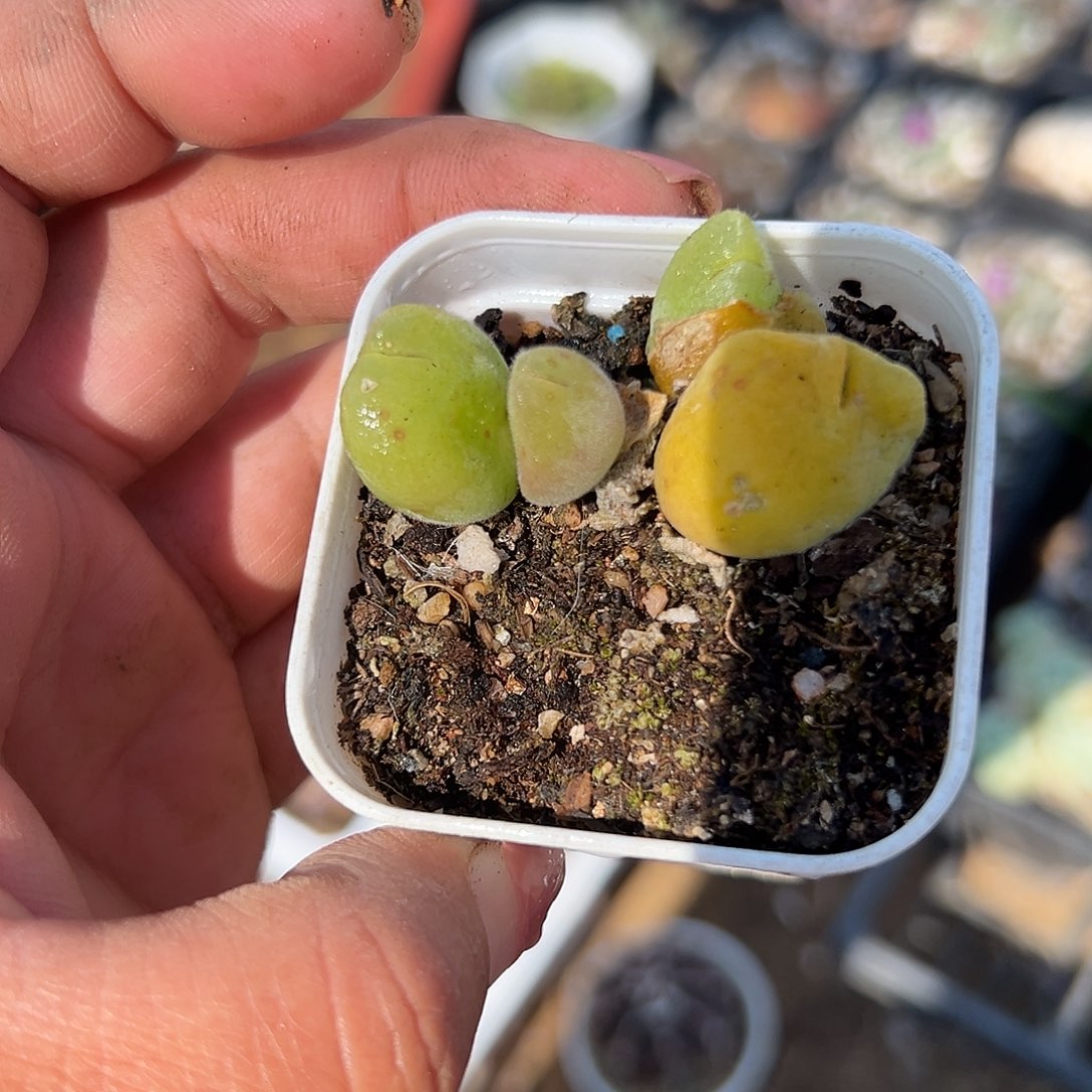 多肉植物多肉植物