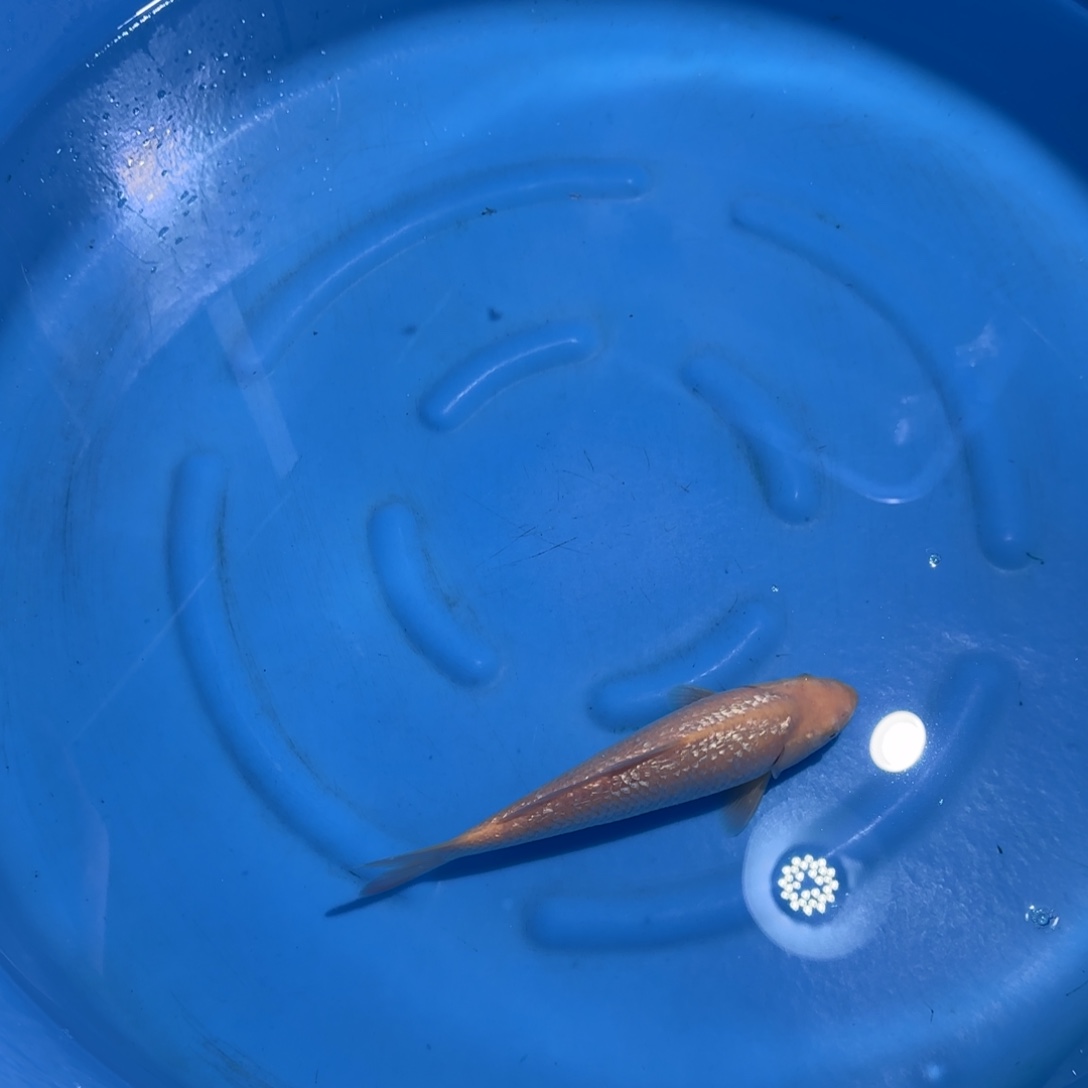 鲤科类公母搭配10-70不支持退换