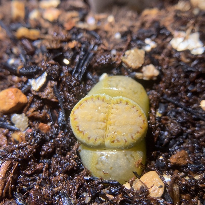 精品生石花313.470