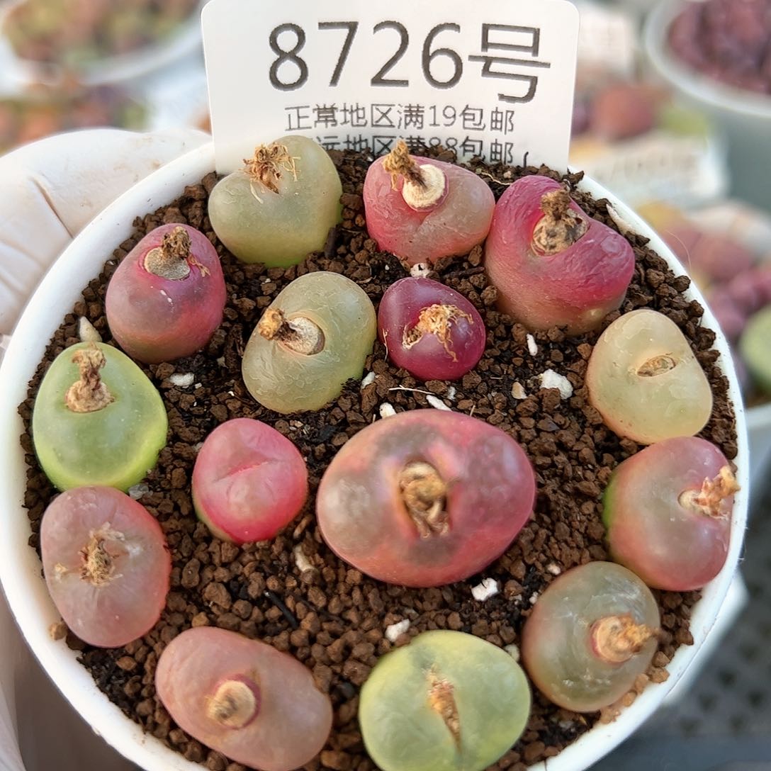 好养易活生石花大母本8726