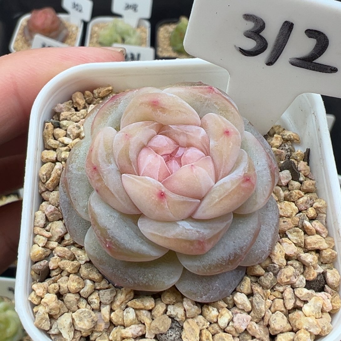 312号海棠 晗雨多肉