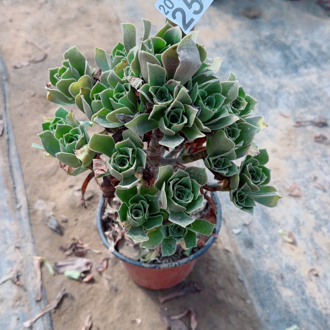 香腹254满20包邮断枝不包