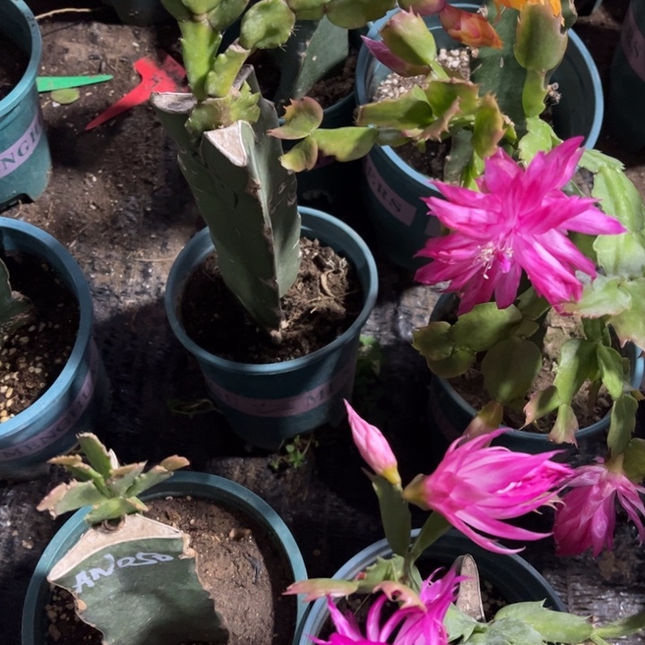 高***亮70号050➕荷花妹妹两颗