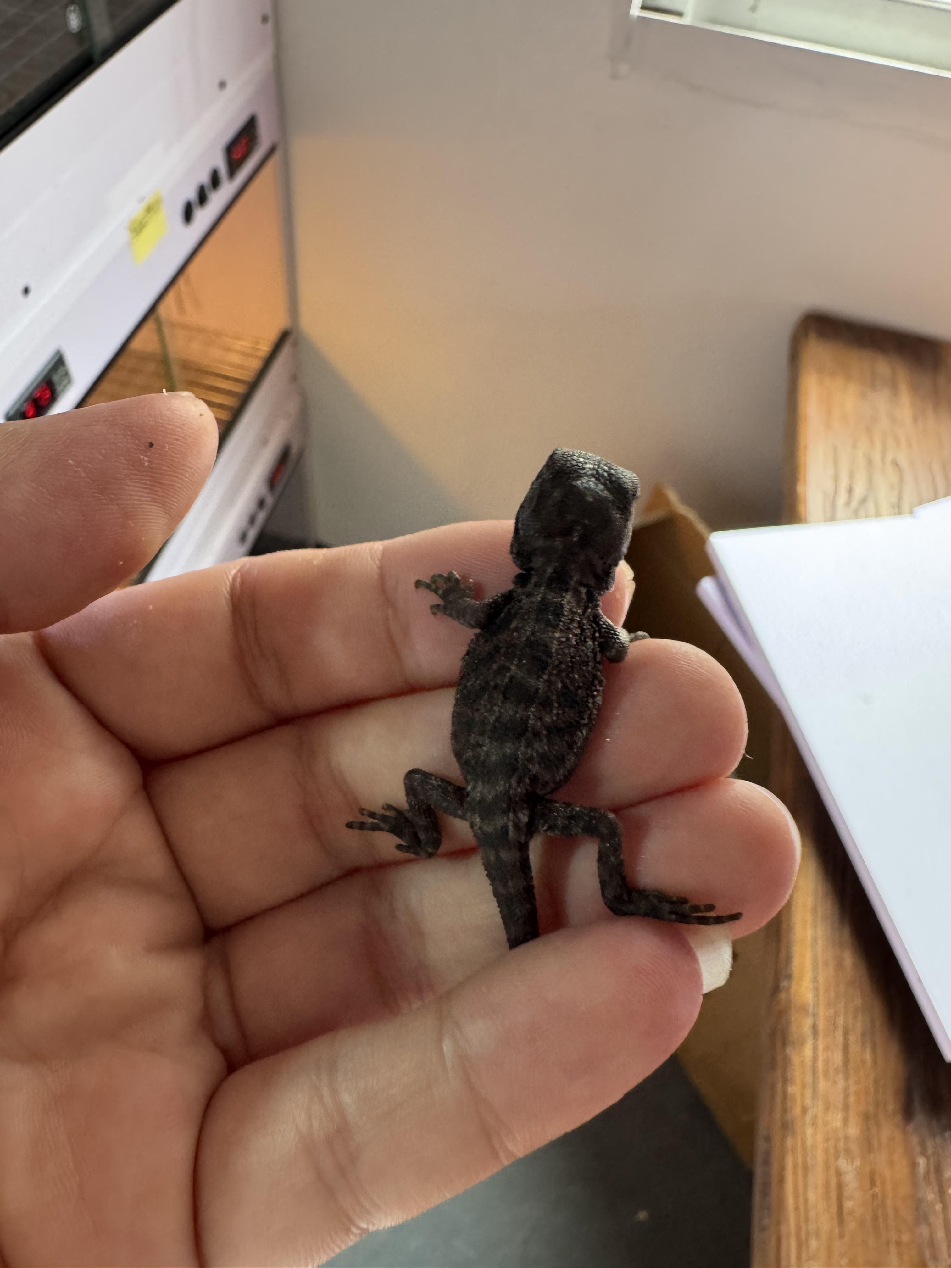 鬃狮蜥小苗10-50厘米