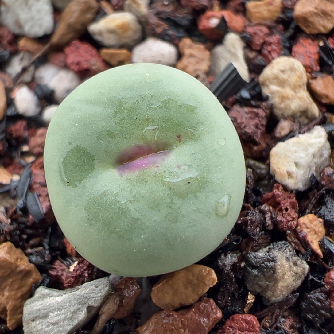 11小红嘴一物一拍