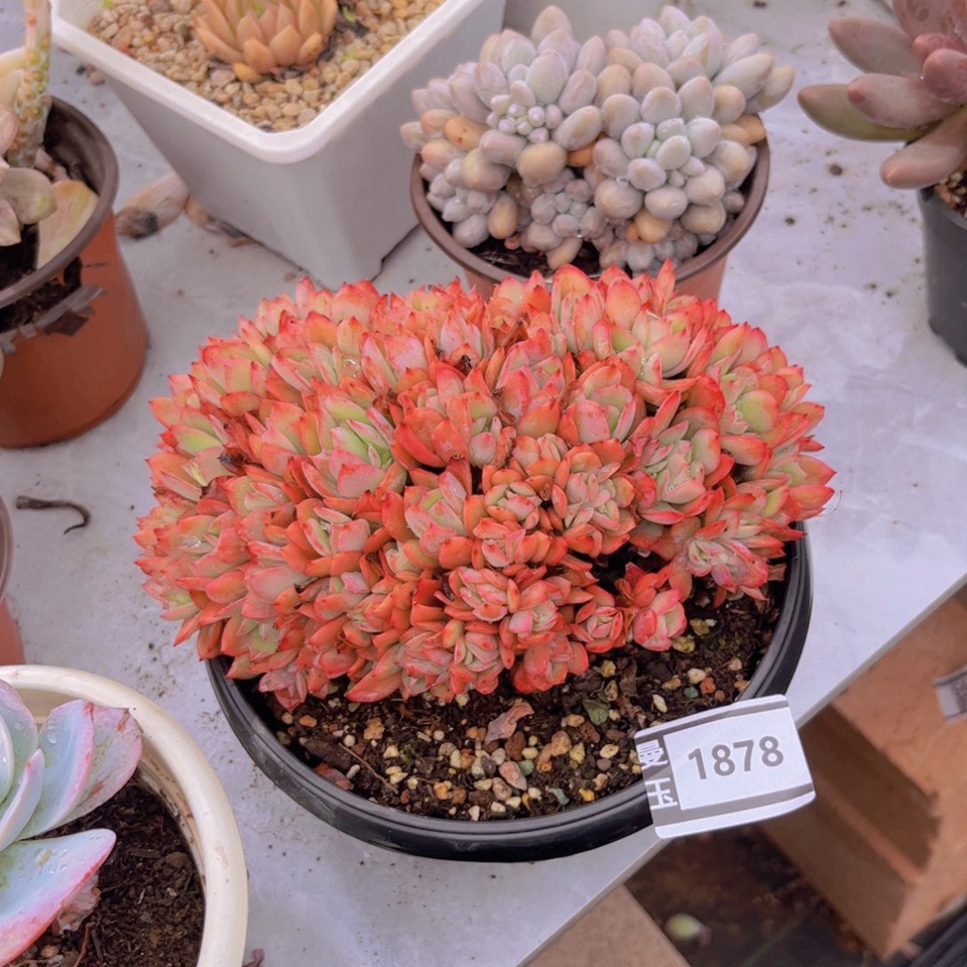 绮罗缀多肉植物1878