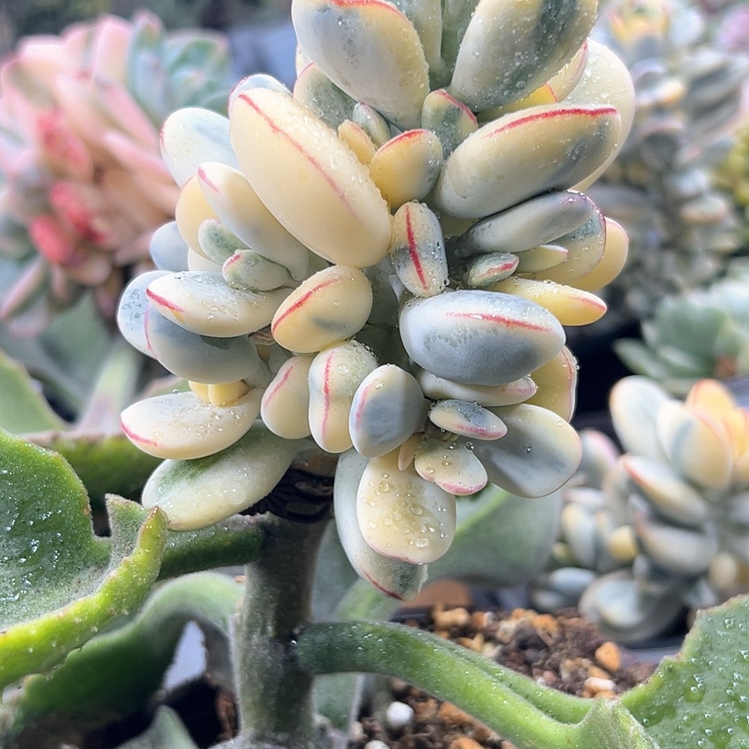 福娘锦嫁接的 小方花圃一物一拍