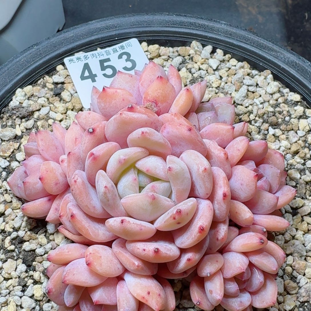 雪之魄群生整装无砍