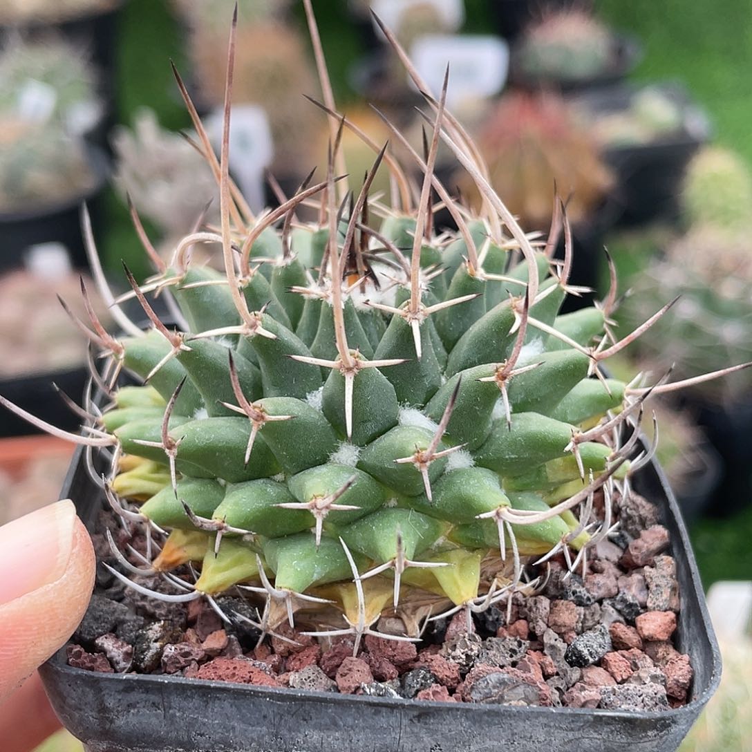 乳突实生裸根发货满 39 包邮非偏远地区