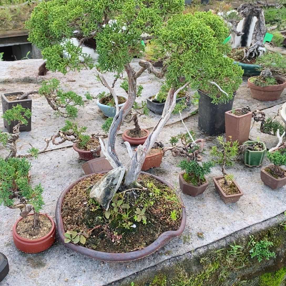 D*松树等经济作物