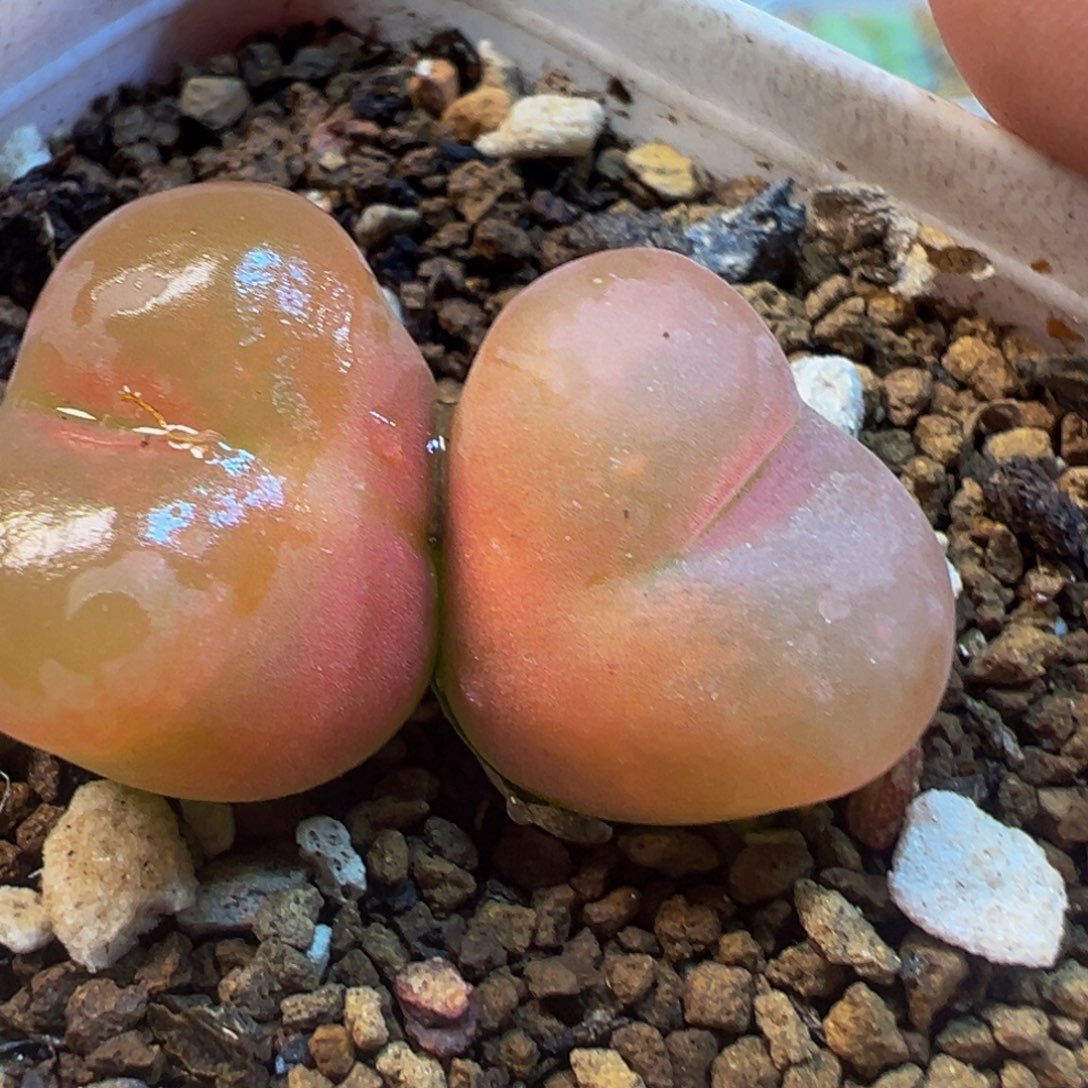 多肉植物带盆百科3