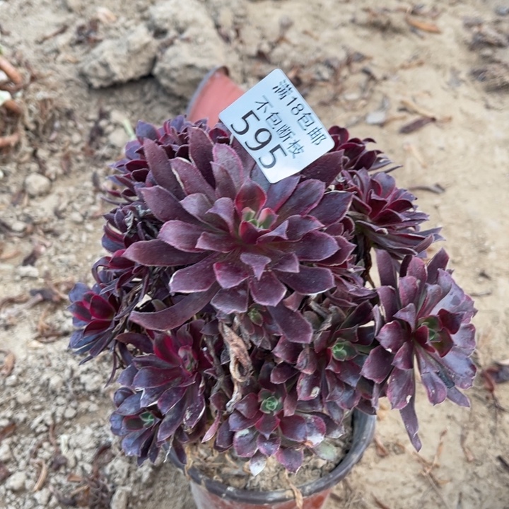 595蒙娜丽莎手捧1北