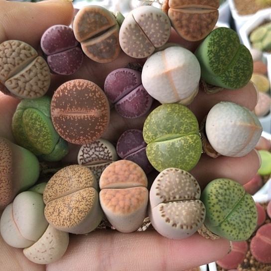 8105，1.5-2厘米20棵母本