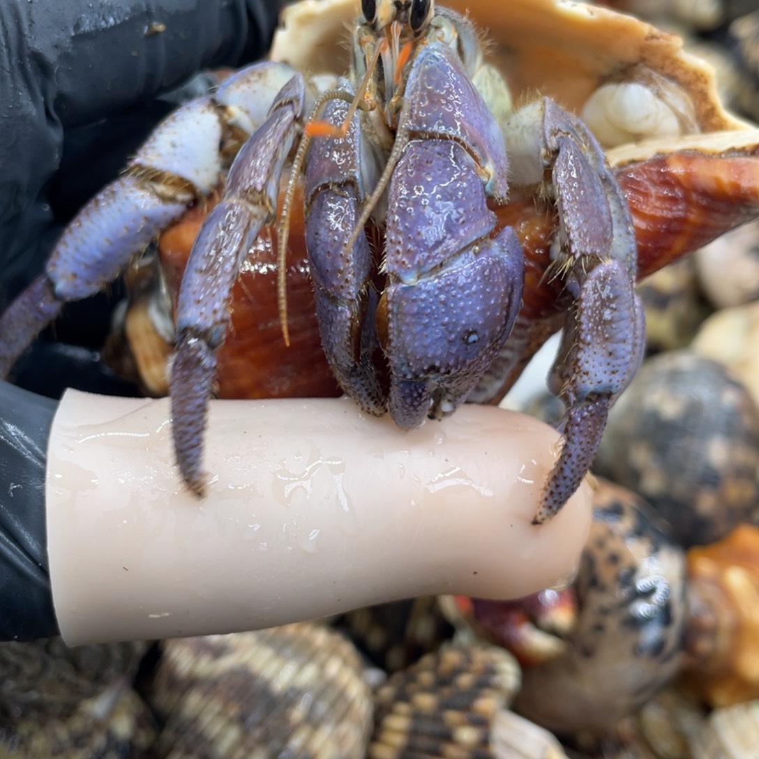 不退不换活体宠物121