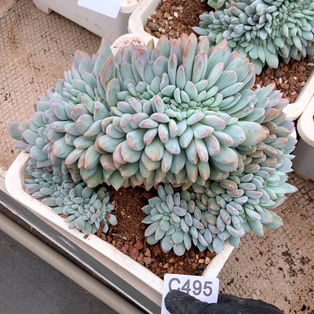 C495 售后范围：签收起7天内