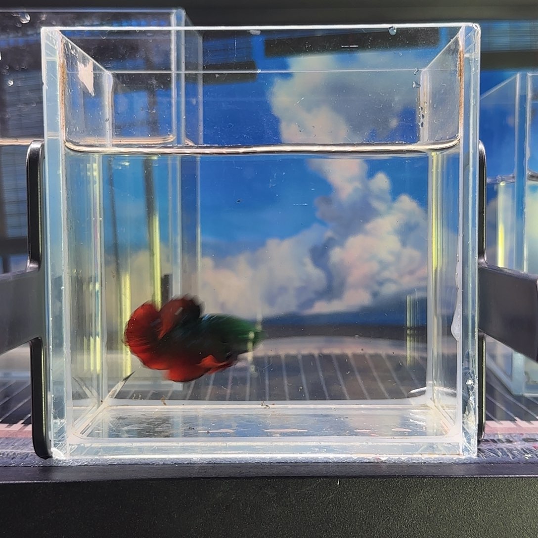 斗鱼精品斗鱼高端vip红边绿魔