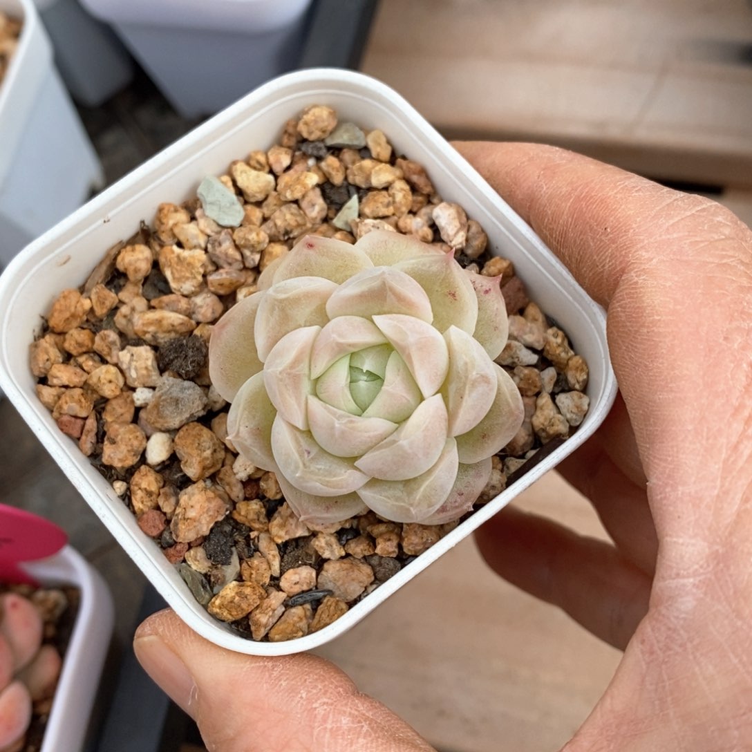 精品多肉一物柏不包整54