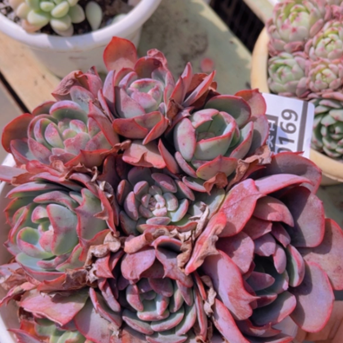 【闪购商品】阿美星石化10169