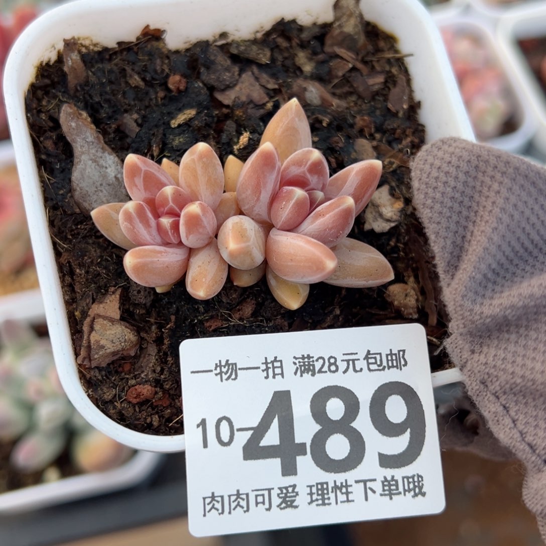 乌拉克拉多肉多肉多肉多肉多肉