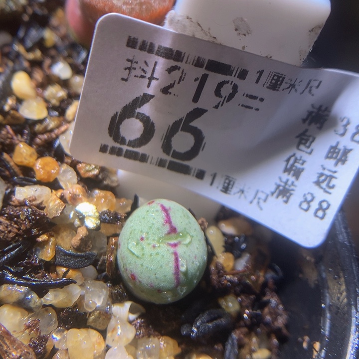 精品生石花219.66