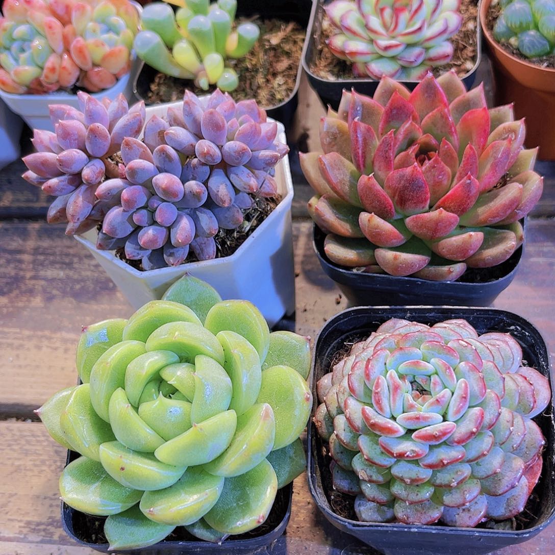 蓝舍香水➕白玫瑰➕黑水晶白胖子