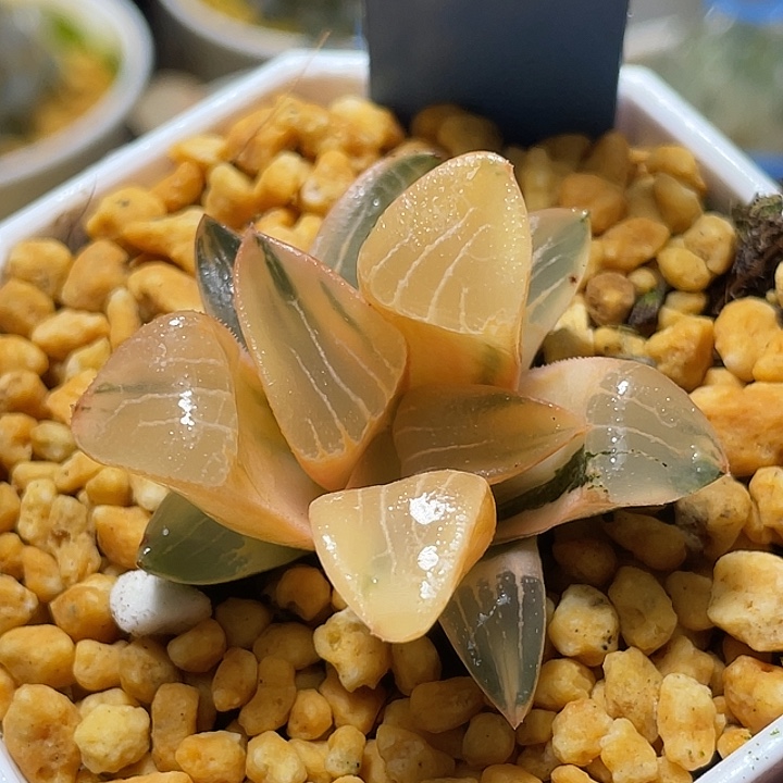 600糊斑花影锦福利