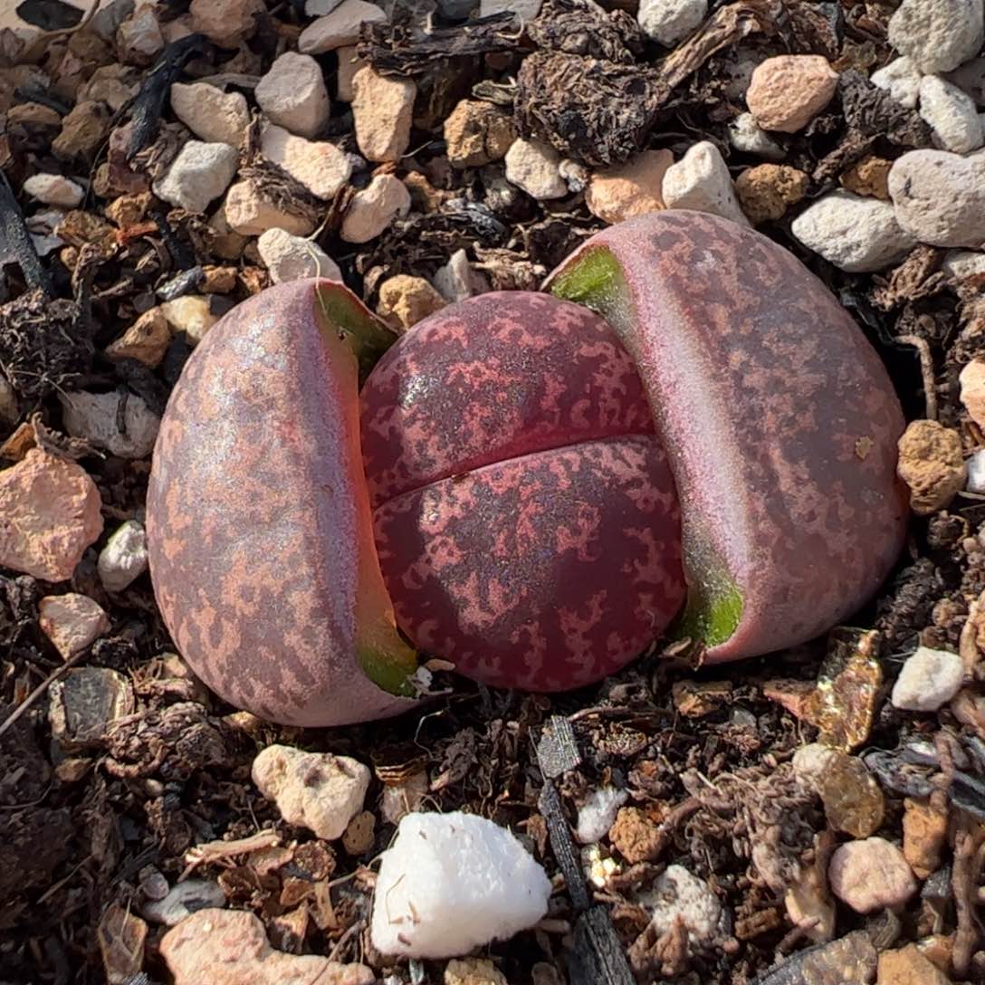 863多肉植物组合