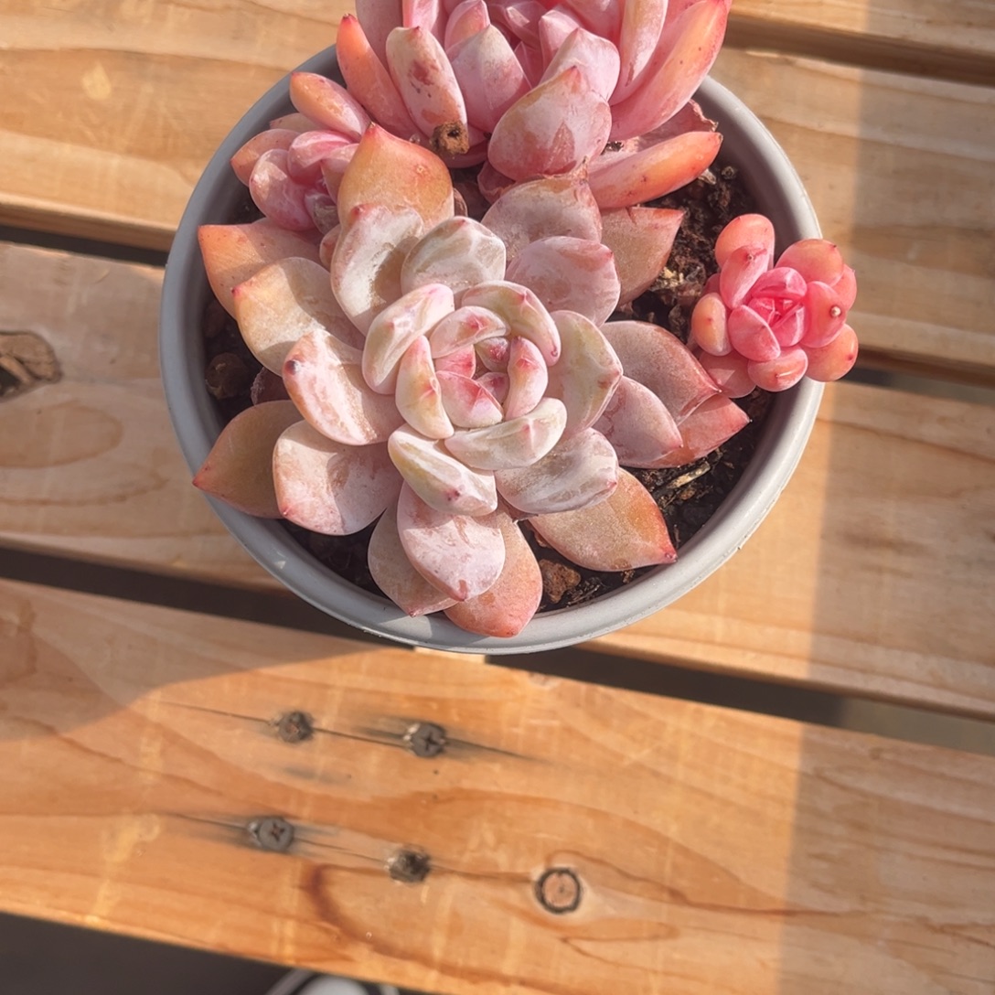 Y***儿燕子姐的雪天使一物一拍