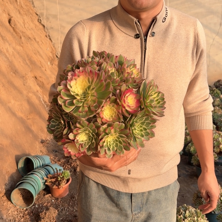 精品大海仙好看好养