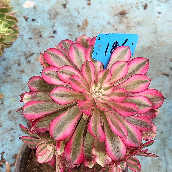 186 一颗红铜葫法师多肉