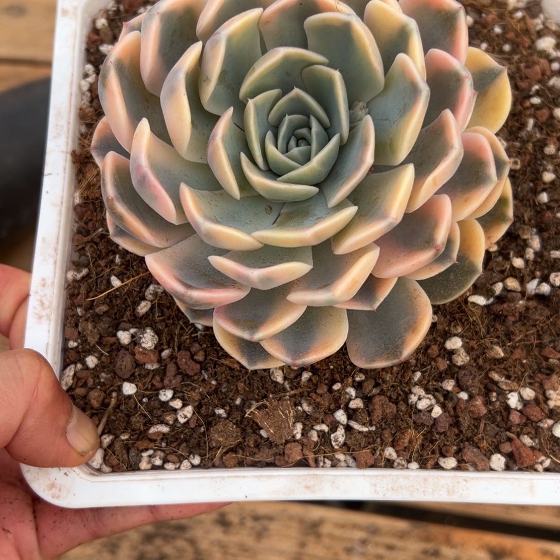 淘多肉汉堡锦一个