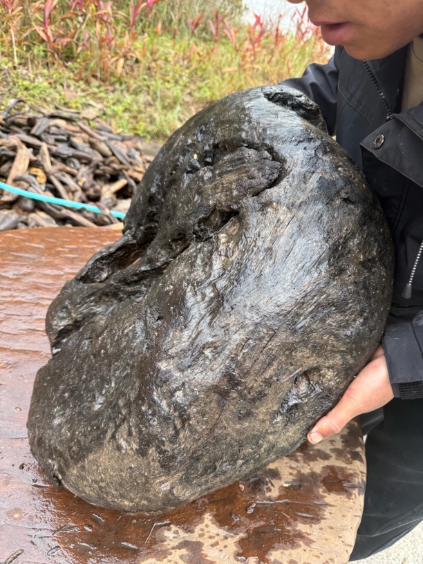 民间使用风化木阴沉木