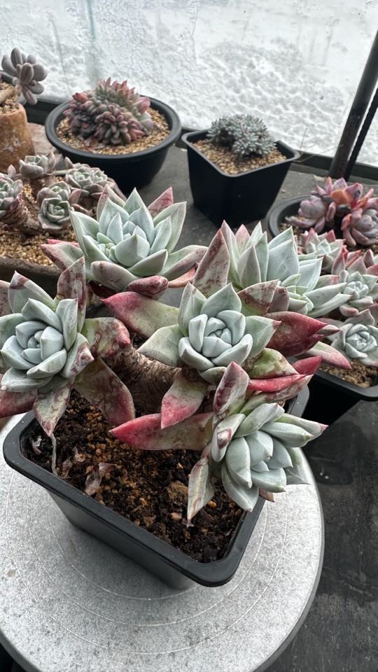 法瑞诺莎苹果叶吖