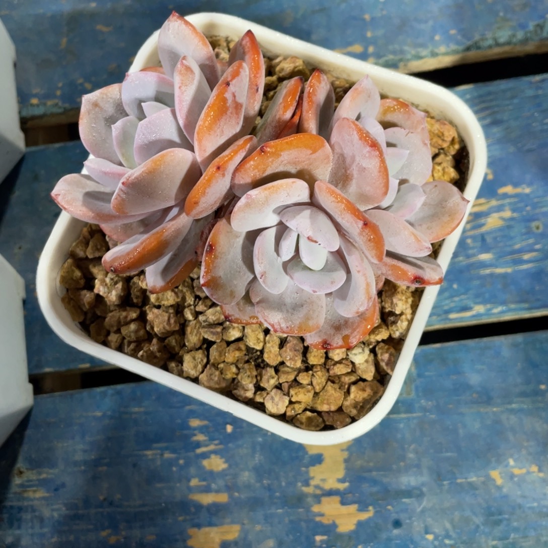 奶茶一物一拍中通快递