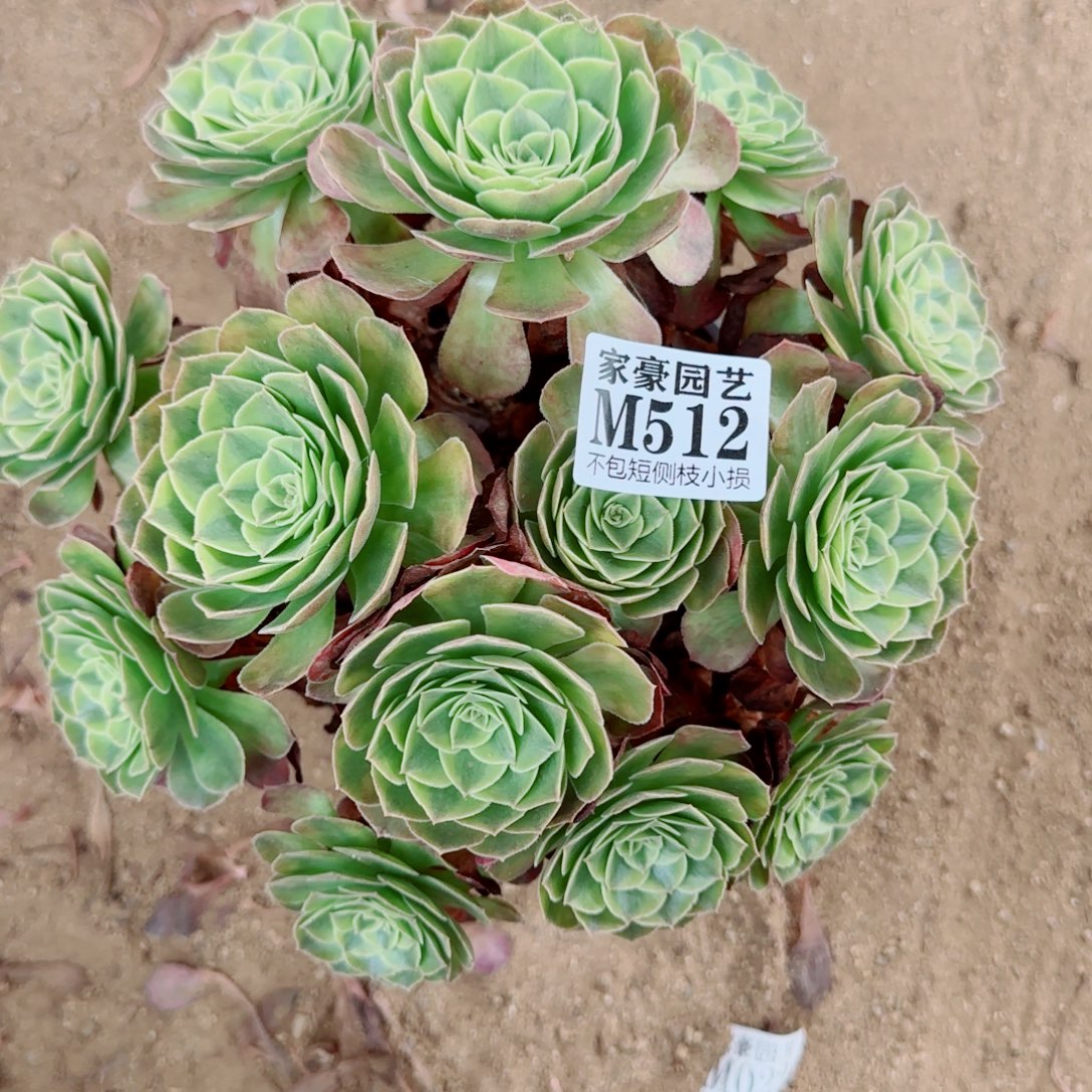 雨荷发师512冠幅25