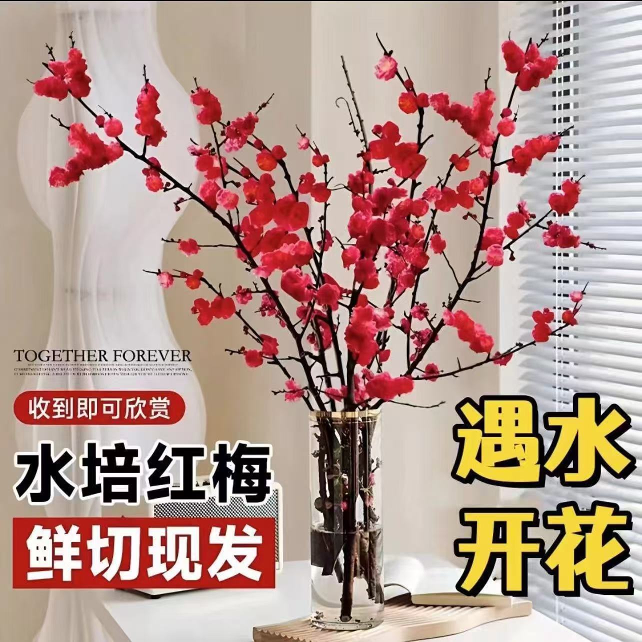【遇水开花】鲜枝红梅年宵花卉-带芽孢发货秋冬爆款！