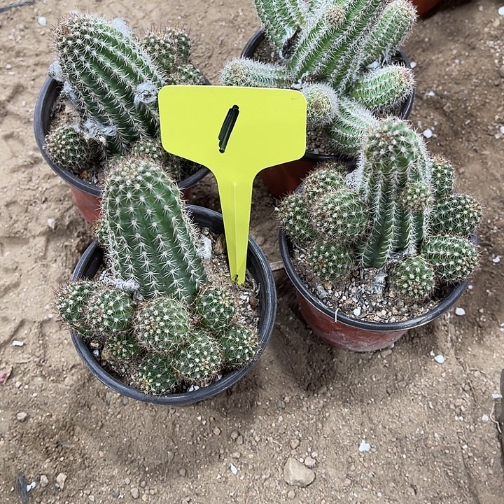 黄金三棵不知名一个1号