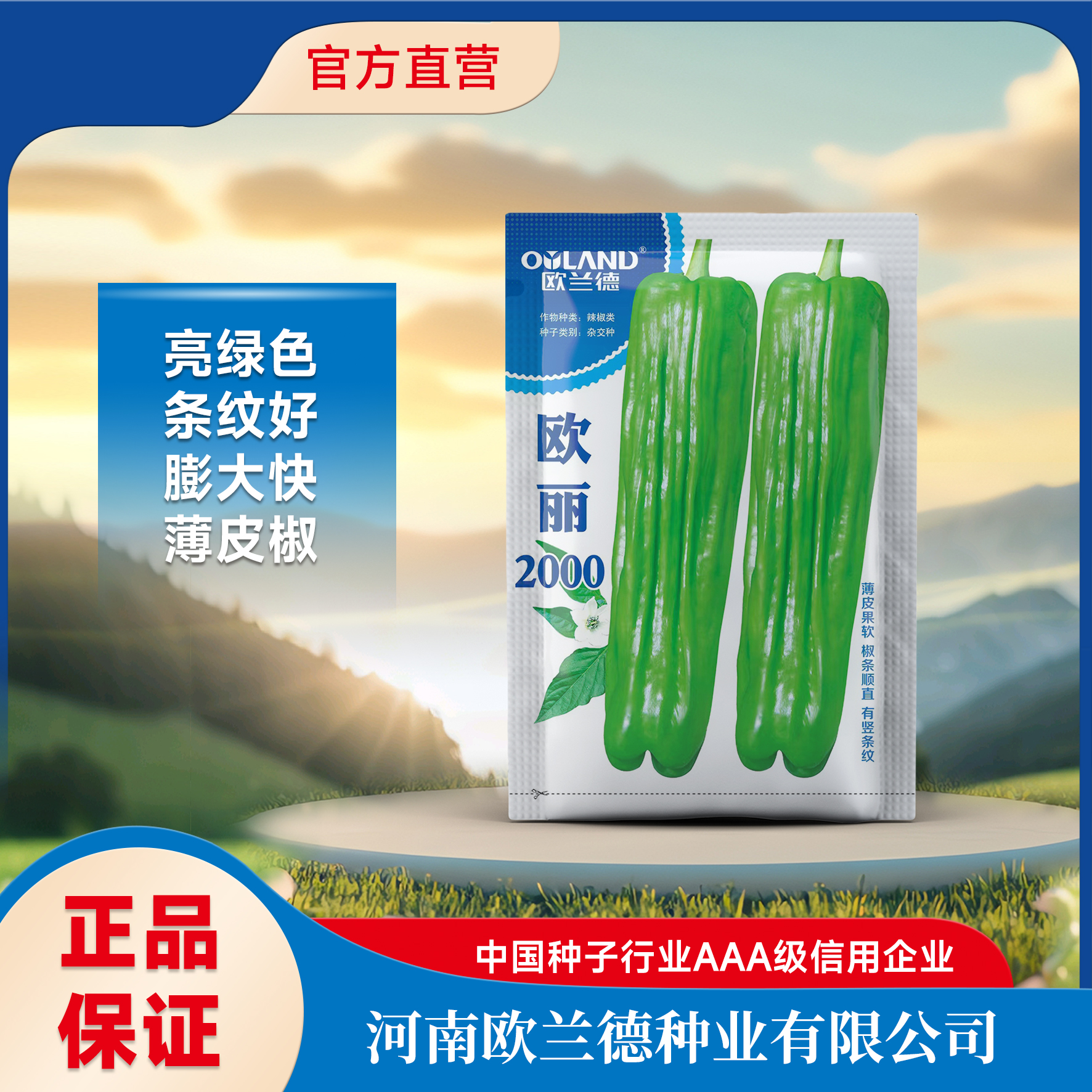 OULAND/欧兰德【欧丽2000】精品中早熟大果亮绿色薄皮椒种子条纹密