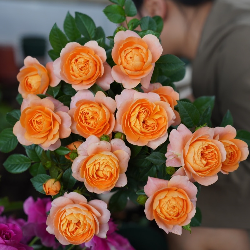 【果汁阳台】橙色月季新手易养盆栽月季阳台月季庭院花卉多级开花