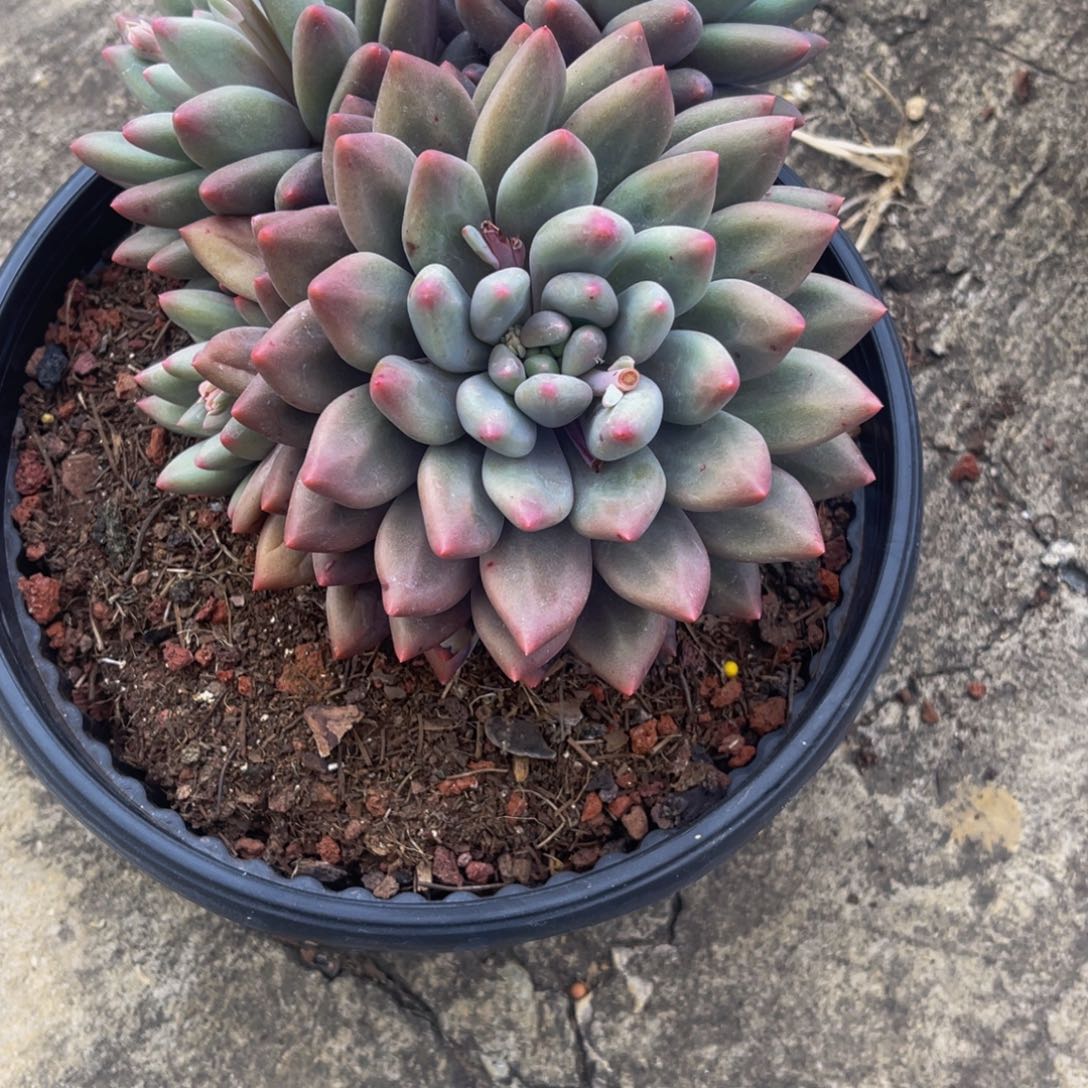 毛****9球球杂发货111112