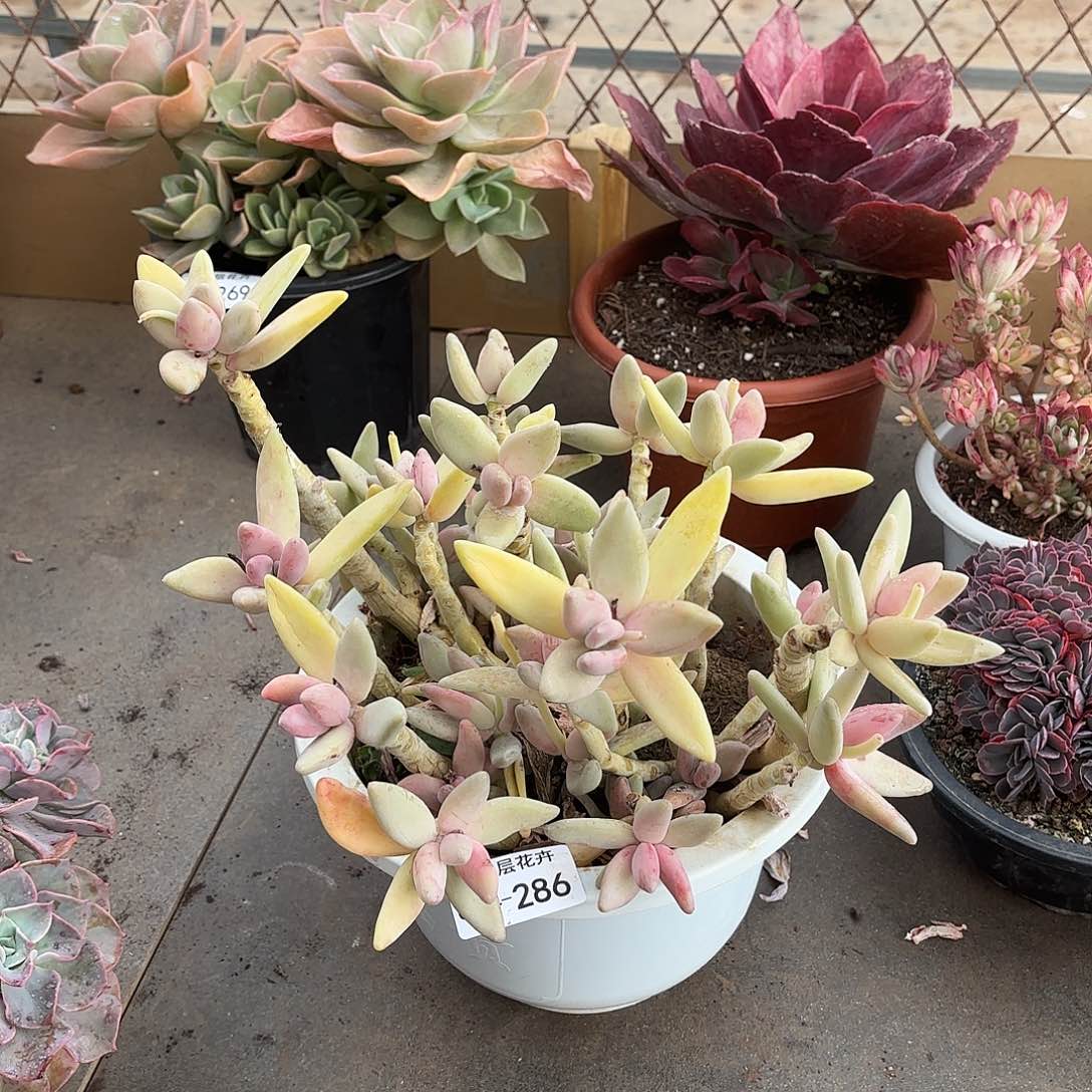 同温层多肉香蕉美人286